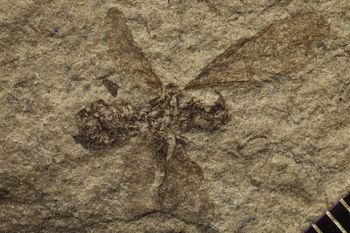 Media type: image;   Entomology PALE-11683